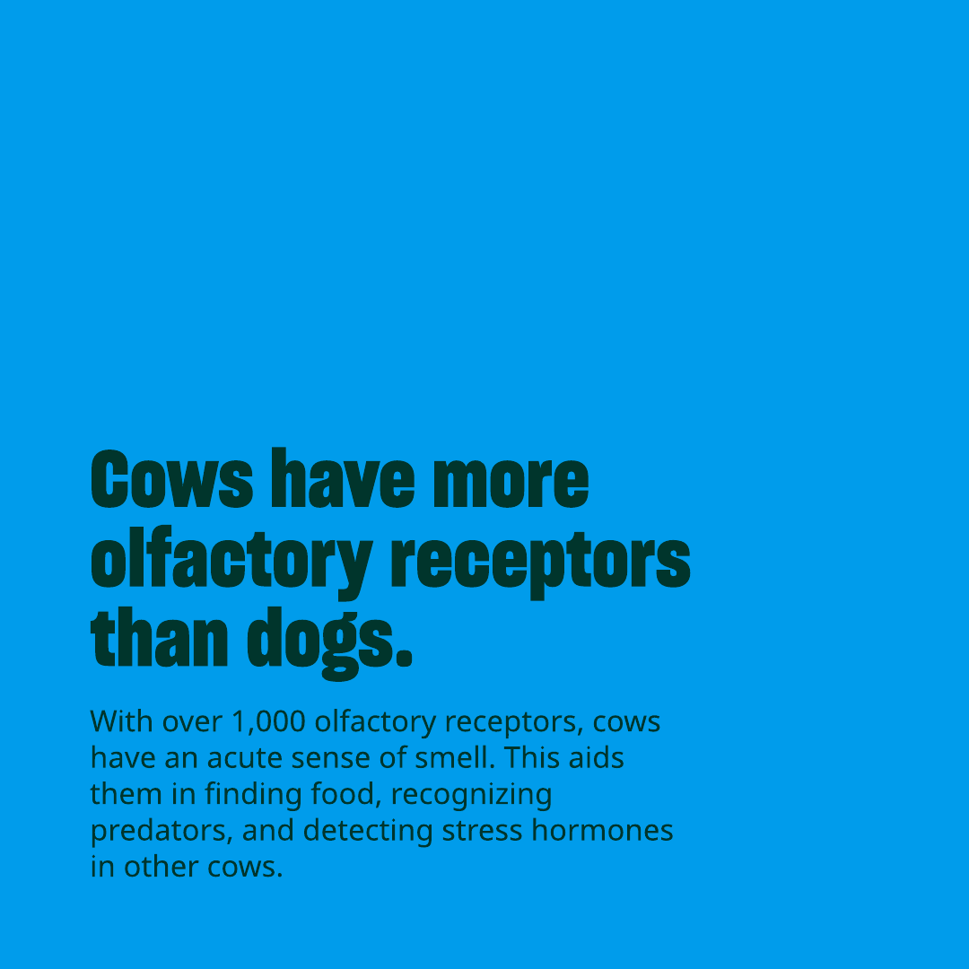 Humane World Farm Animals tweet media