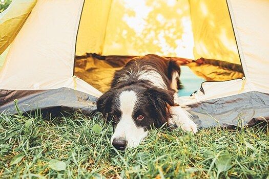 WeAcceptPets's tweet image. 🏕️Serenity Camping is the perfect base from which to explore the magnificent coastline of North Yorkshire. Pets are warmly welcomed, with plenty of fantastic places to explore together right on the doorstep.

Accepts 🐶 🐈
weacceptpets.co.uk/northyorkshire…

#SerenityCamping #NorthYorkshire