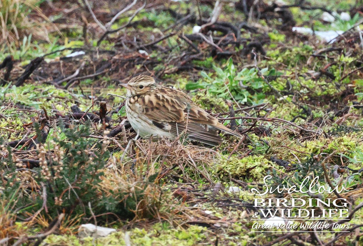 Swallow Birding & Wildlife tweet media
