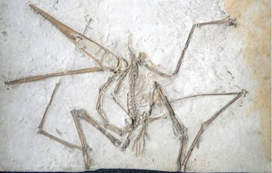 One dinosaur did survive the extinction, new study finds. Pterodactyl lateus is a shocking new species found in the Messel Site of Germany; “It raises questions about the nature of the dinosaurs”, experts claim. 

Source:biotaxa.org/bzn/article/vi…