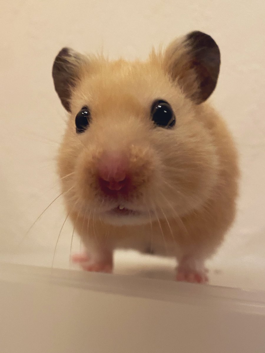 ﾎﾞｸのお鼻、クマさんみたいでしょ🐻
だからキンクマハムスターって言うんだよ
知らんけど