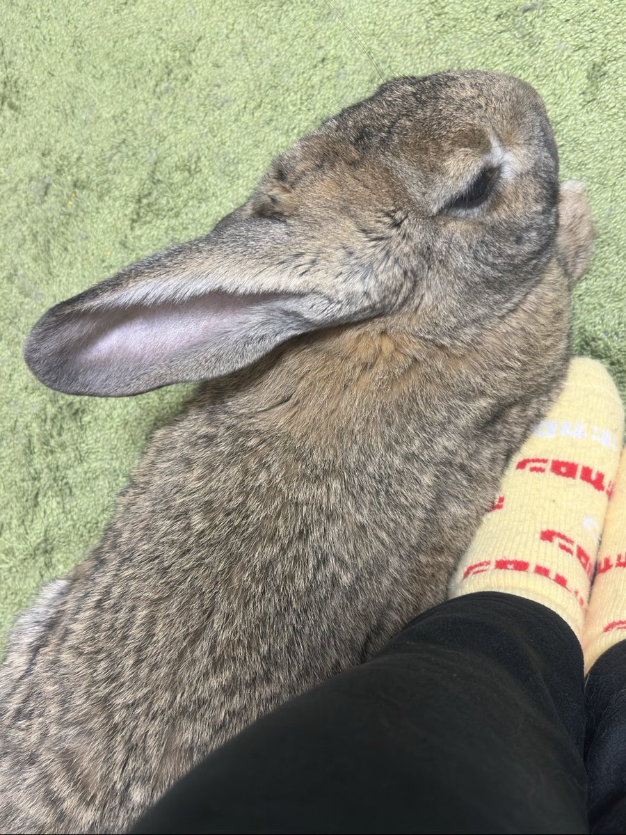 Post by でかうさでかお@ウサギスキー🐇 on X: 夜は少し冷えるね