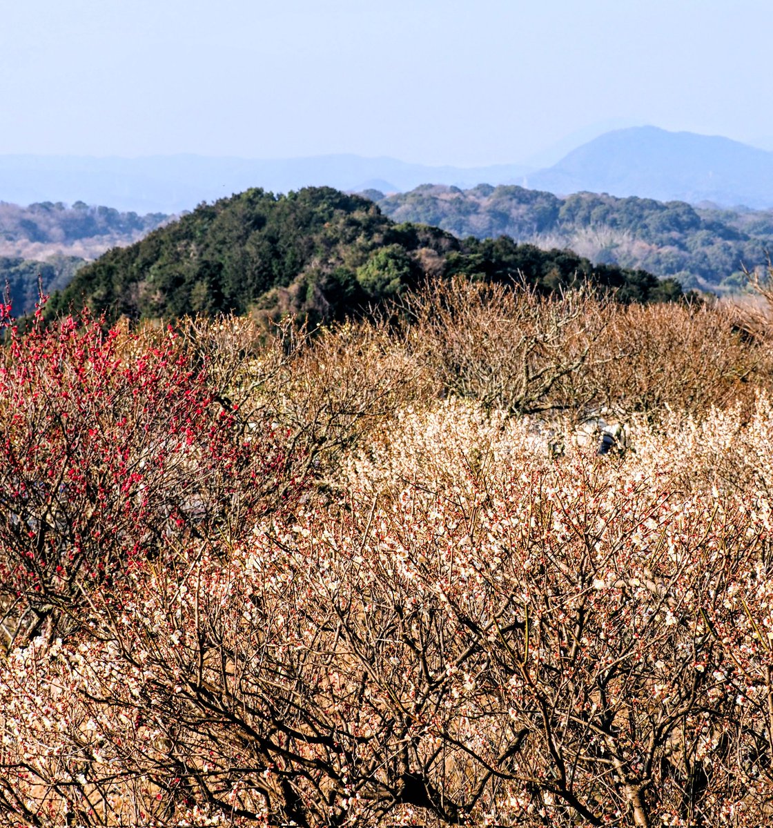 春霞かと思えばこんな霞んだ風景もロマンチックに見えなくもないけど、黄砂とか…花粉とか…さらにPMではないかと思うと気持ちは穏やかではなくなる
ここは福岡県央の低山