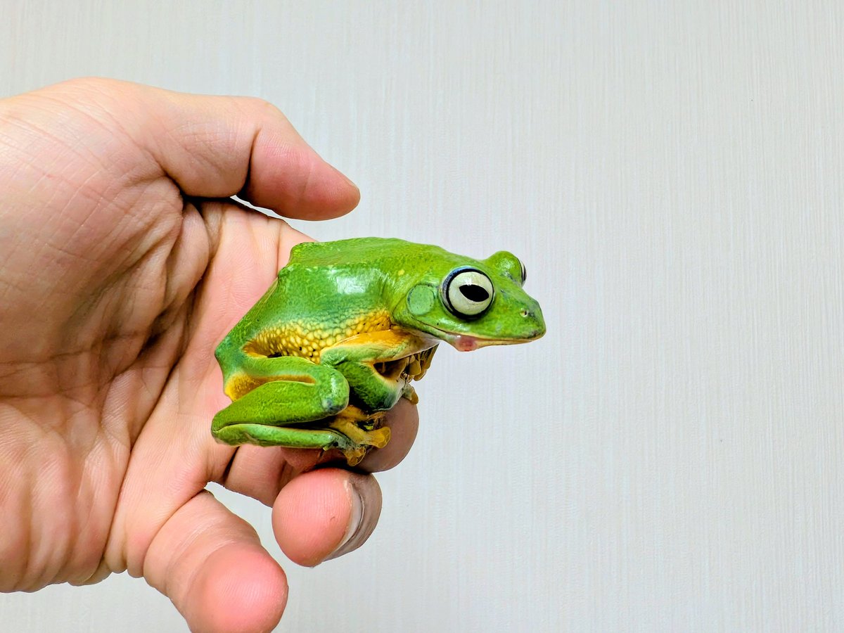 BUG.st(即売会でのリクエスト受付中) tweet media