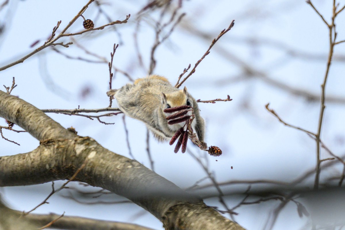 シュッ！エサ目隠し！笑
#北海道 #エゾモモンガ #tokyocameraclub