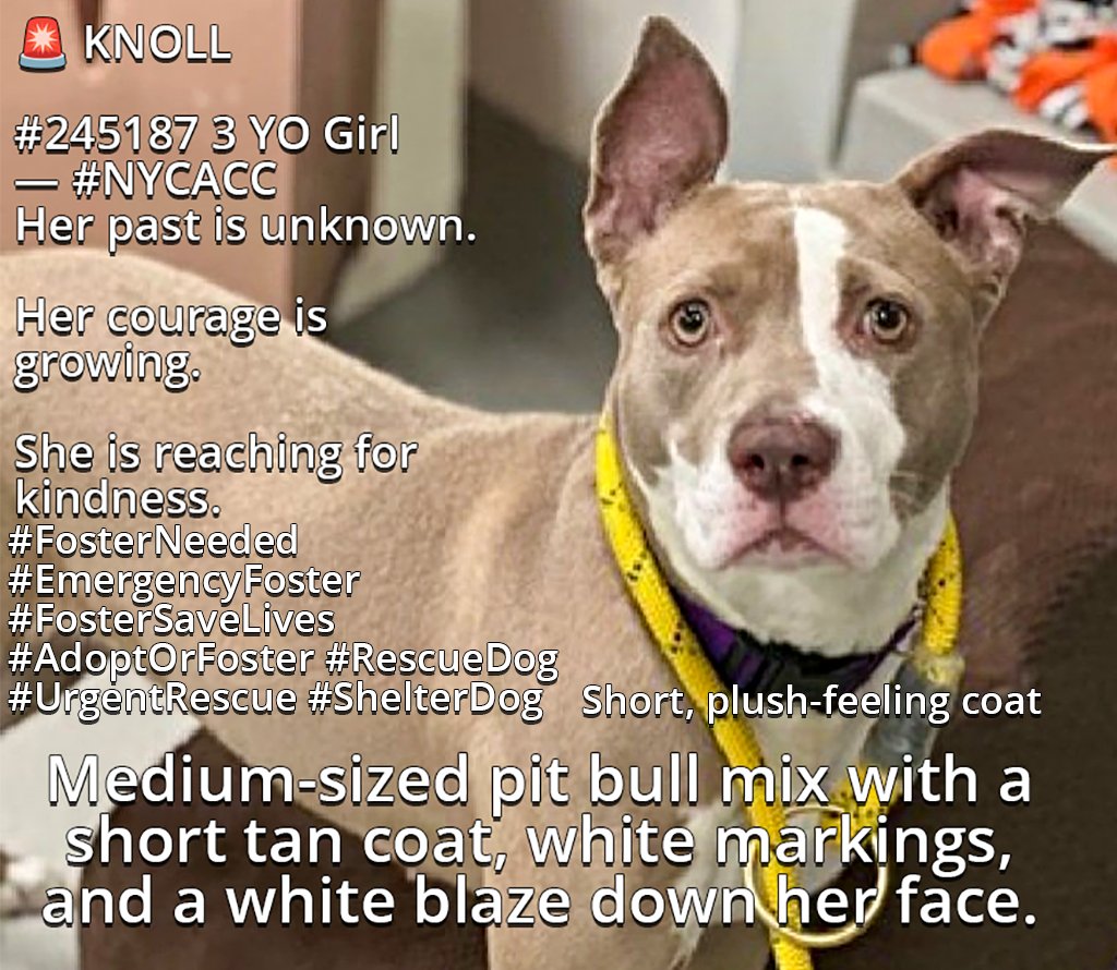 MSC1111's tweet photo. @Help_CozyPaws 💞Knoll kill call #245187 #NYCACC #AdoptMeNot only you will save her life, she will also save your life. need to be #adopt or #foster!
☠️☠️☠️☠️☠️NEW YORK ACC☠️☠️☠️☠️☠️
#LastCall #CodeRedDog #TimeSensitive
#SaveThisDog #PleadForRescue #DeadlineDog
PLEASE FRIENDS HELP HER PLEASE! https://t.co/PA6w3PG6pt