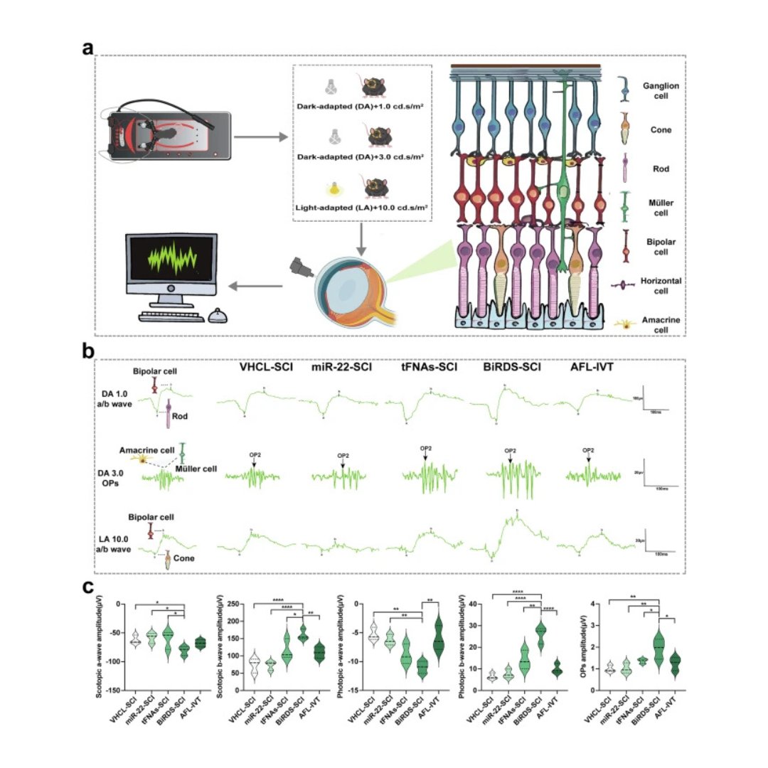 sigtrans_sttt's tweet photo. BiRDS, a tetrahedral DNA-based Tri-miR-22 mimic system, penetrates #retina via #extraocular delivery, suppresses pathological #neovascularization, preserves neuronal integrity & blocks Wnt/β-catenin, offering a next-gen RNA #nanotherapy. @UESTC1956
#STTT: https://t.co/rLnuPHRvBG https://t.co/gXz3y2LMG0