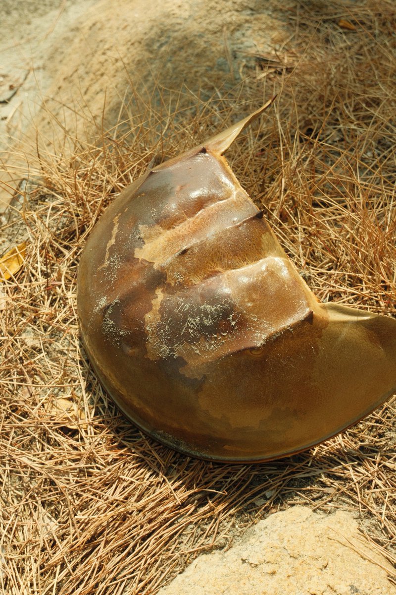 KOU (@greeeenpengin) / Posts / X