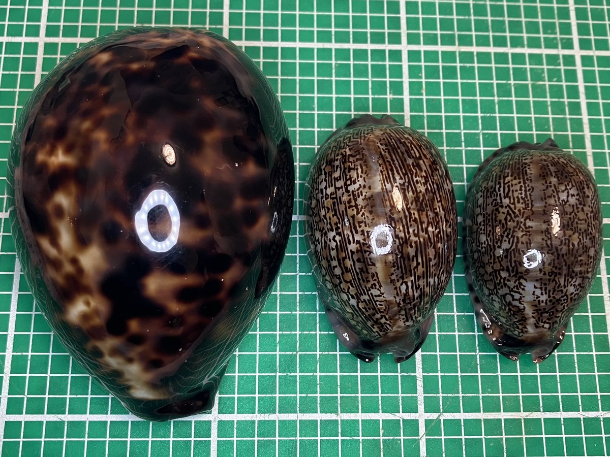 この前の採集品、タカラガイ✨