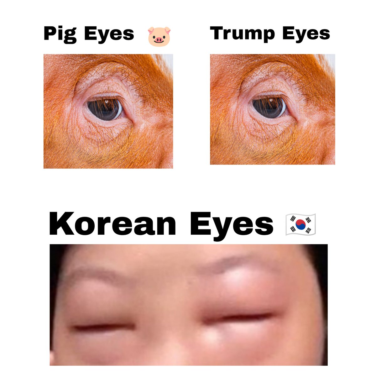 Pigs Eyes are better than Korean Eyes 😭