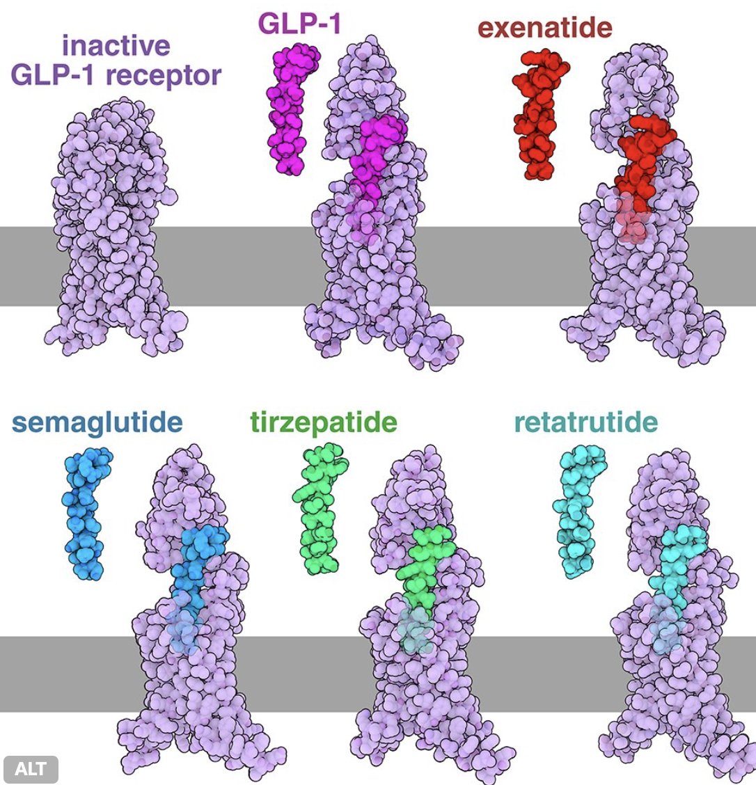 kalpsagliginiz.com/detail/omru-uz…
Ozempic, Mounjaro yalnızca zayıflama ya da şeker hastalığını tedavi eden ilaçlar değil; aynı zamanda birçok derde deva ilaçlardır.