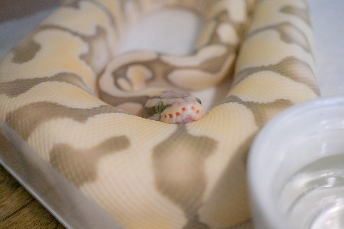 うわばみ】cocoro (@uwabami556) / Posts / X