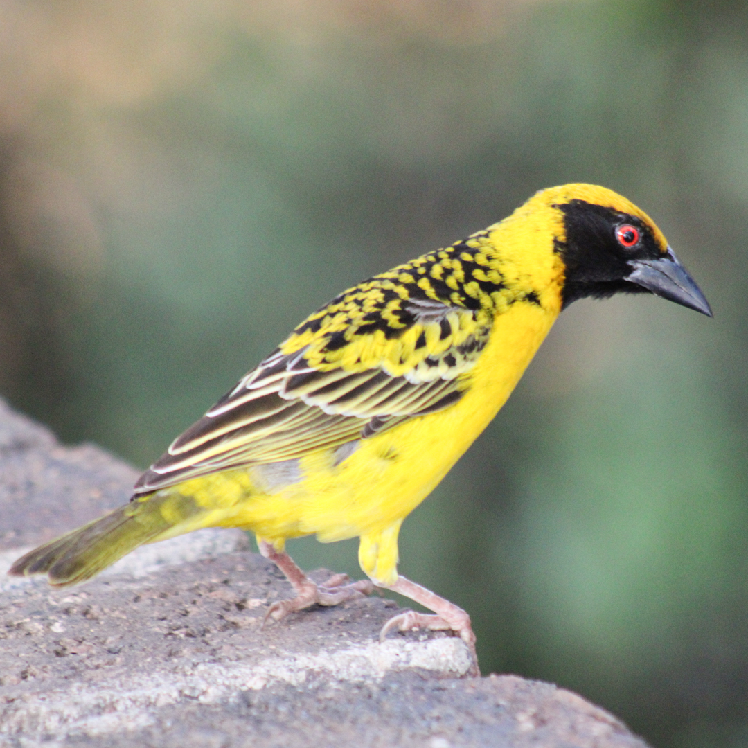 ShutterVista's tweet image. Golden glow in the bush: a stunning Southern masked weaver lighting up the scene in South Africa. These master architects weave incredible nests – nature's true engineers! Have you watched one build? 

#WildlifePhotography #SouthAfrica #Birding