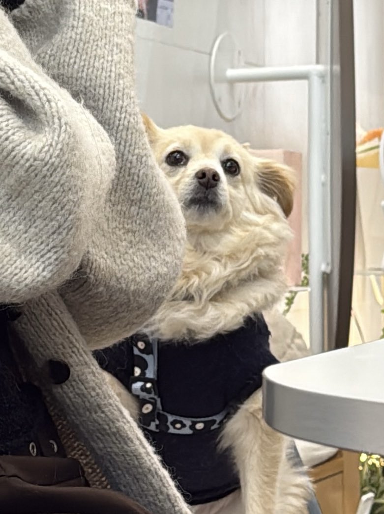 엄마의 정체를 알게 된 블루.. 야옹..
#노제