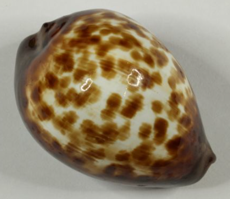 ベッコウダカラ といいます(^o^) #貝 #貝殻 #標本 #コレクション