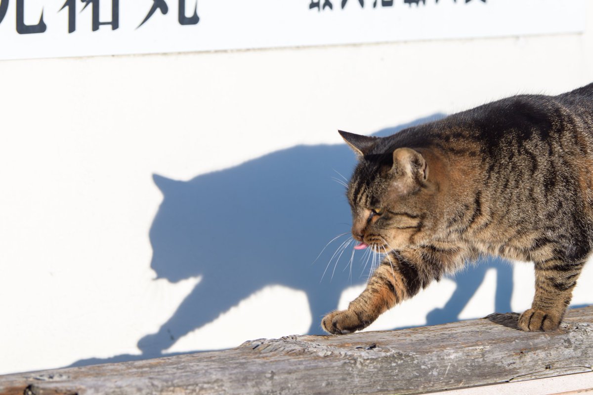 しまい忘れの舌も映ってる🤭