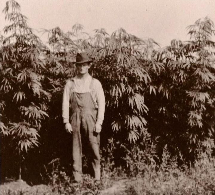 Michigan cannabis farmer standing with his crop in 1920 🌿