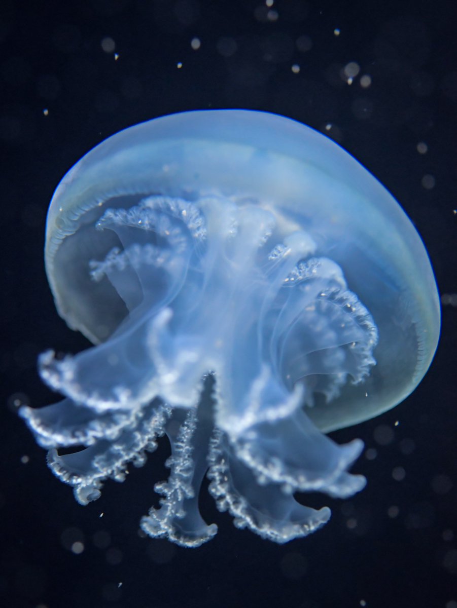 ブルーキャノンボールジェリー。
"大砲の弾"と呼ぶにはあまりにも神秘的な美しさと青さを誇る。