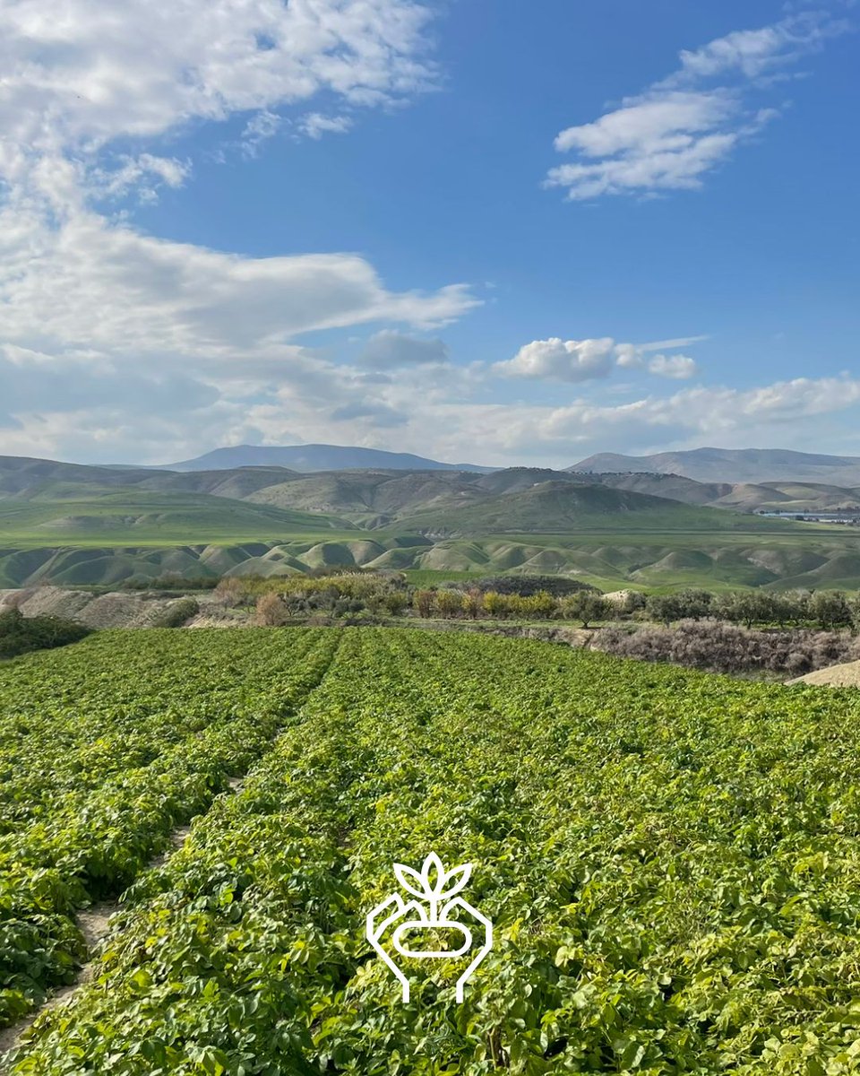 sayagrico's tweet image. Onlangs bezochten twee collega's Jordanië, daar zagen zij hoe onze aardappelen hun weg vinden van het land naar de markt. Daarnaast bezochten zij percelen waar momenteel de tweede teelt van het jaar groeit met rassen als #Spunta en #Arizona. 

#AgricoPotatoes #Internationaal