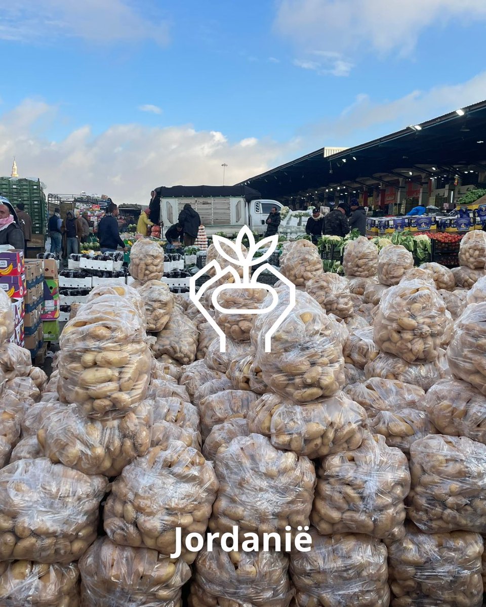 sayagrico's tweet image. Onlangs bezochten twee collega's Jordanië, daar zagen zij hoe onze aardappelen hun weg vinden van het land naar de markt. Daarnaast bezochten zij percelen waar momenteel de tweede teelt van het jaar groeit met rassen als #Spunta en #Arizona. 

#AgricoPotatoes #Internationaal