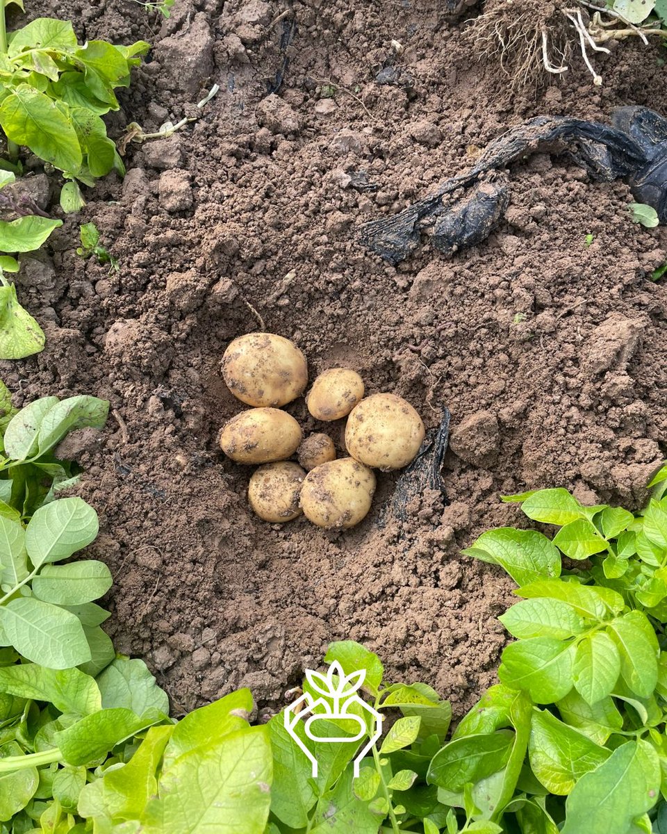 sayagrico's tweet image. Onlangs bezochten twee collega's Jordanië, daar zagen zij hoe onze aardappelen hun weg vinden van het land naar de markt. Daarnaast bezochten zij percelen waar momenteel de tweede teelt van het jaar groeit met rassen als #Spunta en #Arizona. 

#AgricoPotatoes #Internationaal