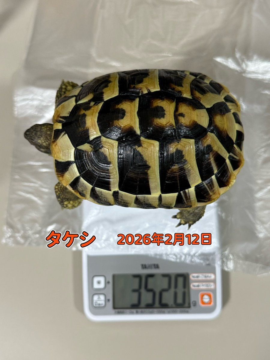 TSatoshi31207's tweet photo. 体重逆転🐢🐢
もやし亀だったサトシ、ついにタケシ超え。 https://t.co/3pnw5JPS9K