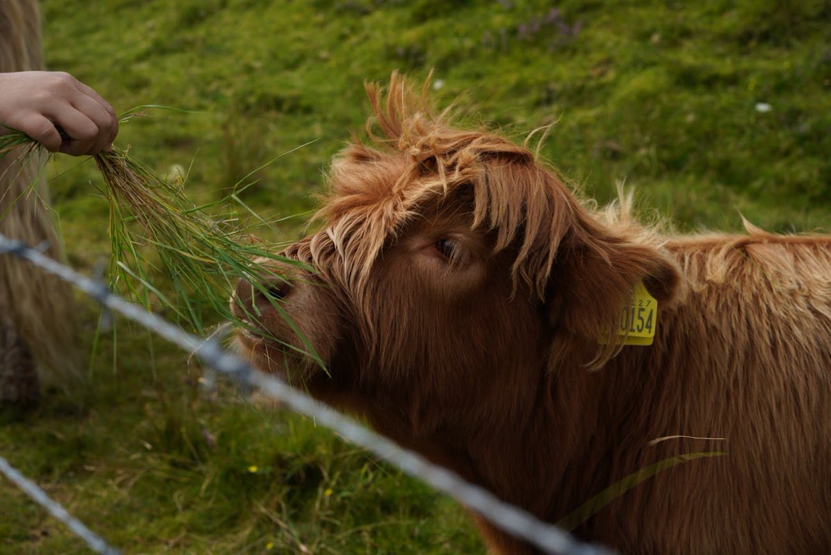 jjmmli's tweet image. Let’s see your #FurryFriends on this Friday!
