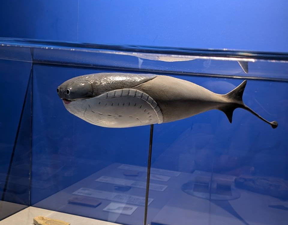 サカバンバスピスやアノマロカリスの実物化石もあって胸熱でした