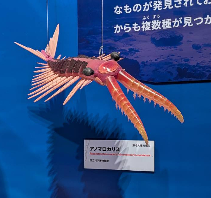 サカバンバスピスやアノマロカリスの実物化石もあって胸熱でした