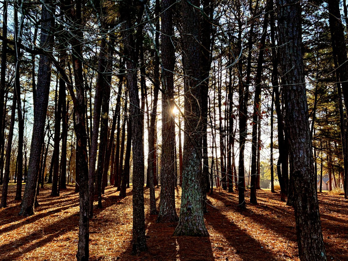 Avram Dorado tweet media