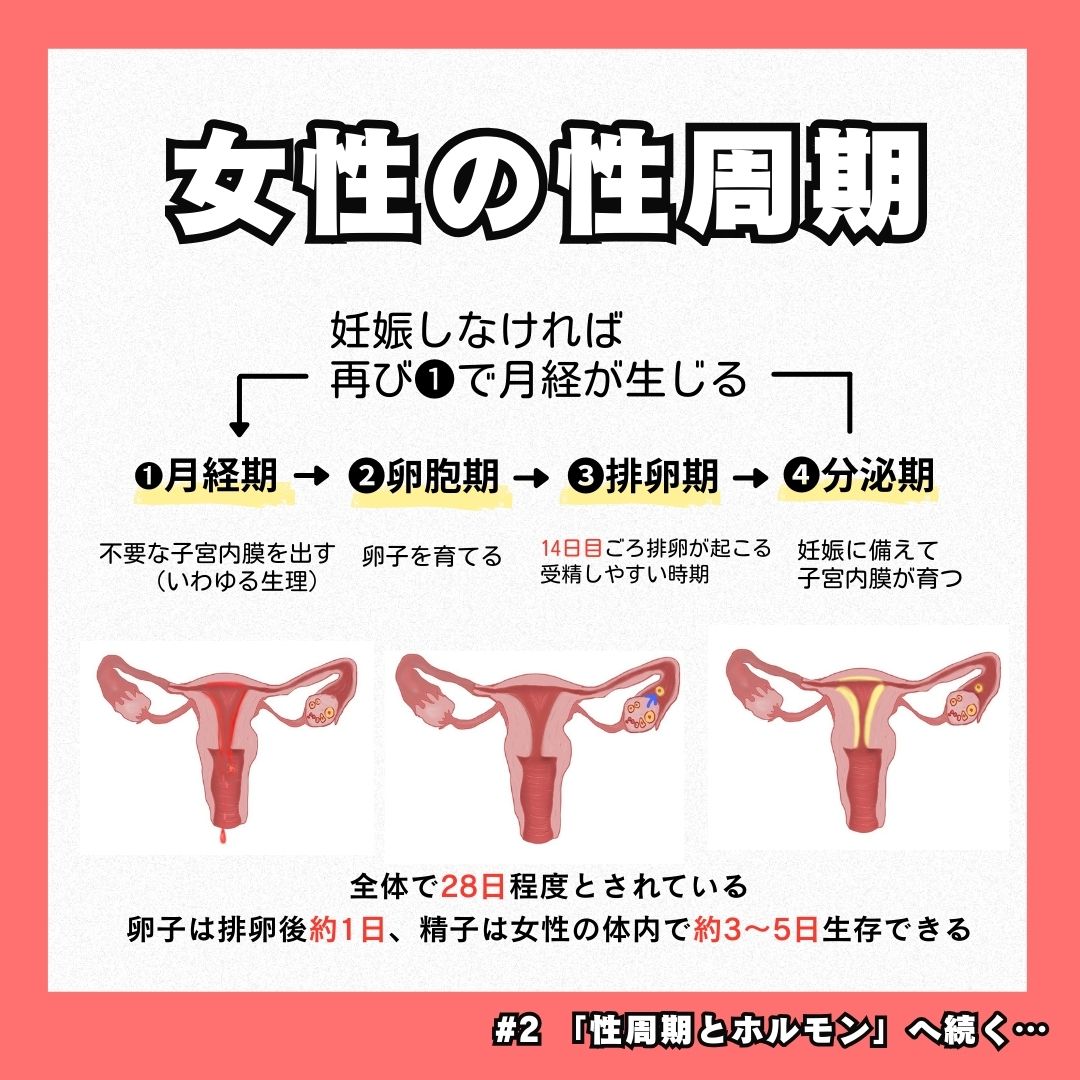 dFOkxfqkSiqxRst's tweet image. 🔴生理の生理学シリーズ①

PT・OT国試だと午後68問あたりで出ることがある…

「分泌期が14日間」ってのが過去数回出題されてたけど、他の数字も問われることあるかも…？？？

#生理周期　#イラスト　#第109回助産師国家試験
#第115回看護師国家試験　#第112回保健師国家試験