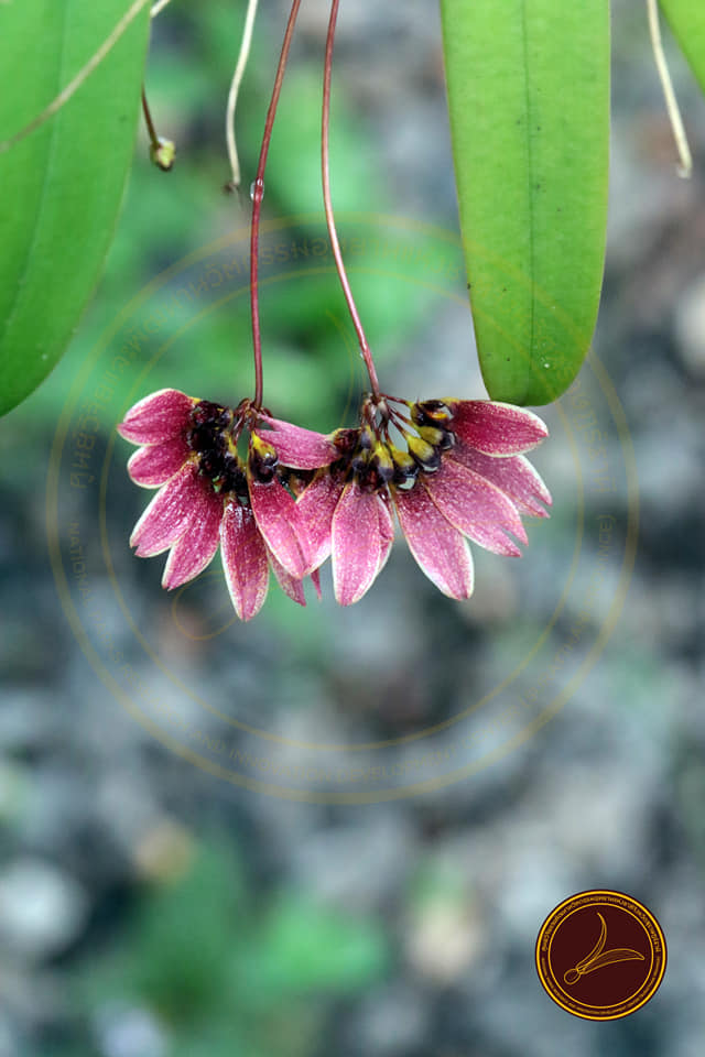 🦁🪭 จิ๋วแต่แจ๋ว! ทำความรู้จัก "สิงโตพัดแดง" กล้วยไม้ป่าสุดยูนีค รูปทรงเหมือนพัดสีสวยสะดุดตา แอบซ่อนตัวอยู่ในป่าดิบริมธาร 🍃✨​เป็นพืชอนุรักษ์ในบัญชี CITES ด้วยนะ ช่วยกันดูแลและส่งต่อความรู้เพื่อการอนุรักษ์ครับ 💚
​#สิงโตพัดแดง #กล้วยไม้ไทย #กรมอุทยานแห่งชาติ #CITES