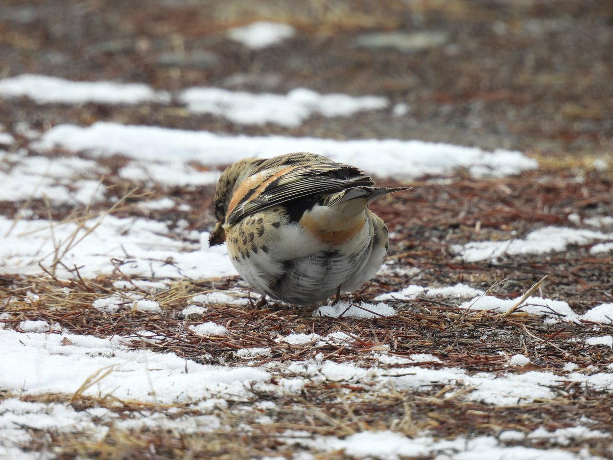 この冬、工房や家の周りには異常なほど冬鳥の姿がなく、鳥インフルや気候変動の影響なのかなと心配になるほどです。
今日はやっと初めて冬鳥、アトリのオスが1羽、庭にやってきました。頭の色が薄めで若い個体なのかな？アトリは警戒心が薄いので写真が撮りやすいです。明日は仲間を連れてくるかな。