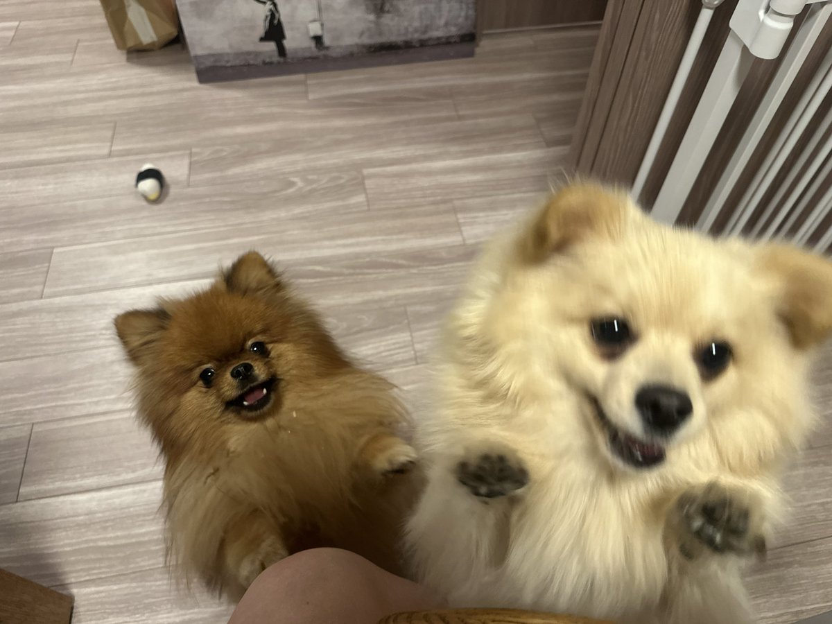 ミルモとポン！ (@mirumo__pon) / Posts / X