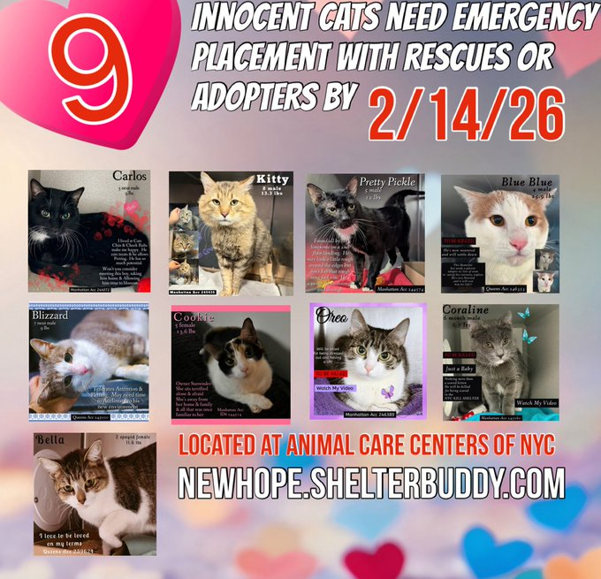 🆘🆘THE 9 (😱😱😱)- POOR CATS BELOW ARE ALL AT RISK OF EU ON 2-14-26😱😱😱

😟😟 MOST URGENT ON LIST ARE THE 3 POOR MEDICAL KITTIES BELOW:

1.  BIZZARD - Blizzard has FIV and persistent skin lesions that have not responded to treatment in shelter. We suspect the underlying cause