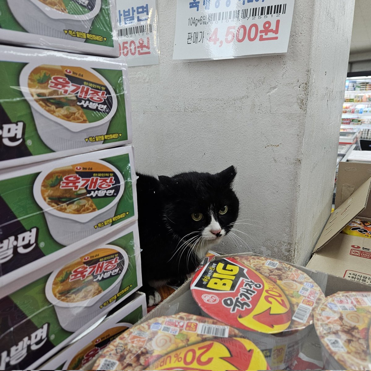 마트에서 장보는데 천장에서 고양이가 떨어짐