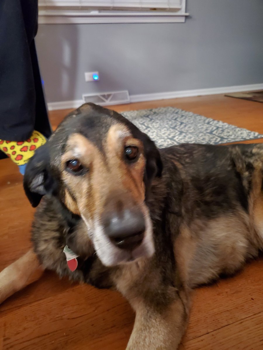 Its Duke's birthday today. 13 years old or 85 in human years