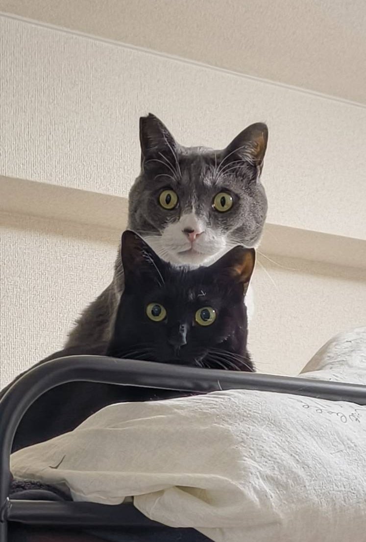 Salty (@salty84799708) on Twitter photo 