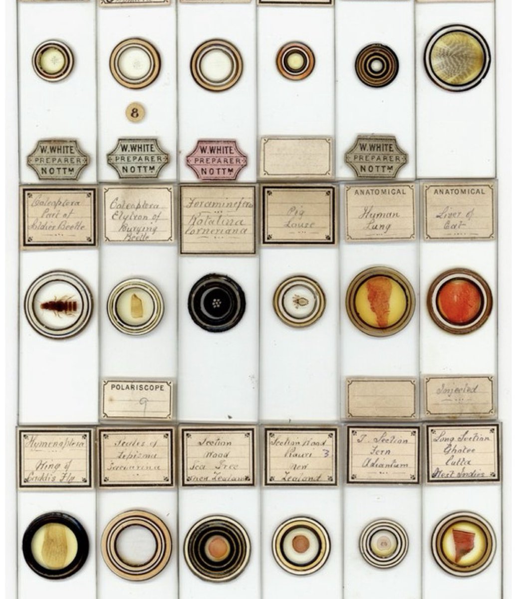 anyahillus 𖦹 tweet media