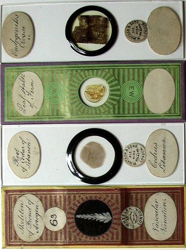 anyahillus 𖦹 tweet media