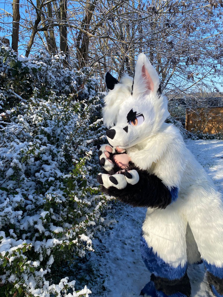 May I suggest you that delicious 0°C falling water, also known as snow? 😇❄️
(Tastes good, would eat again)

📸 : My best friend

#FursuitFriday #FursuitEverday