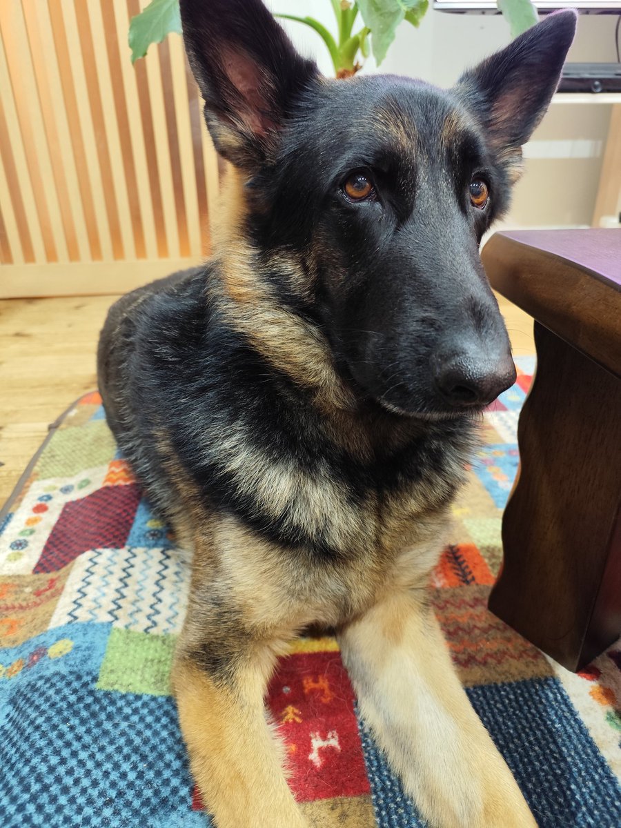 ミラも食べたいな