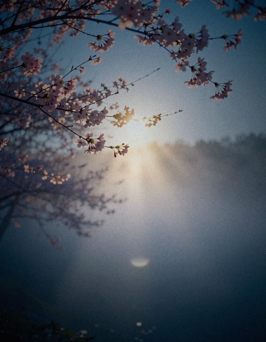 /mi.so.no.noː.mi.so/ tweet media