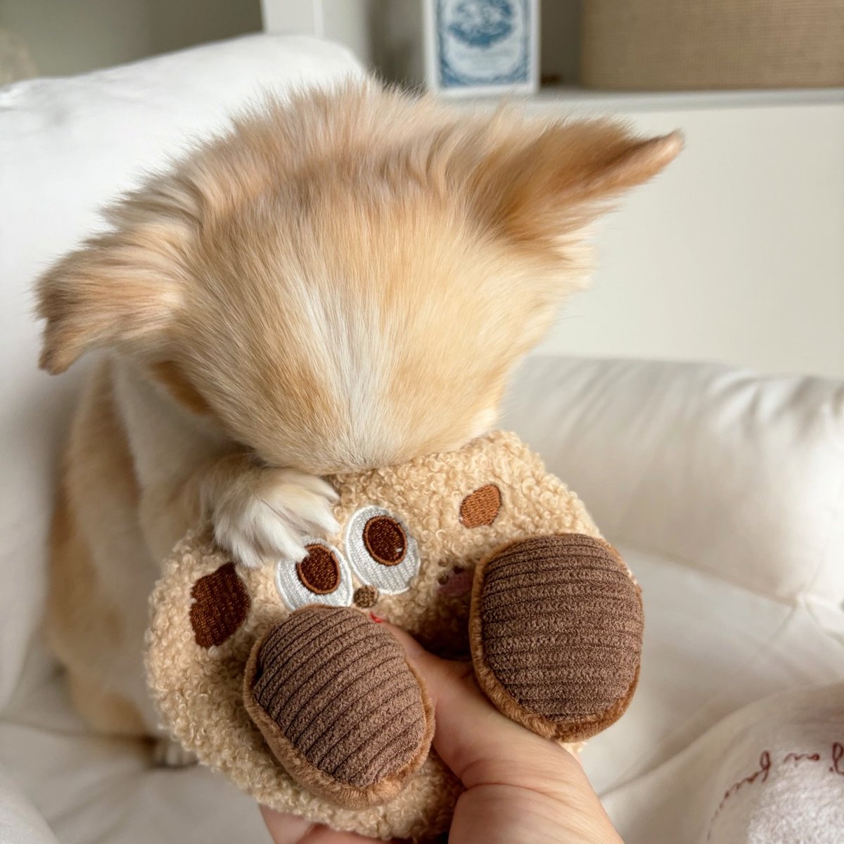 Doggy Box(ドギーボックス) (@doggybox_jp) / Posts / X