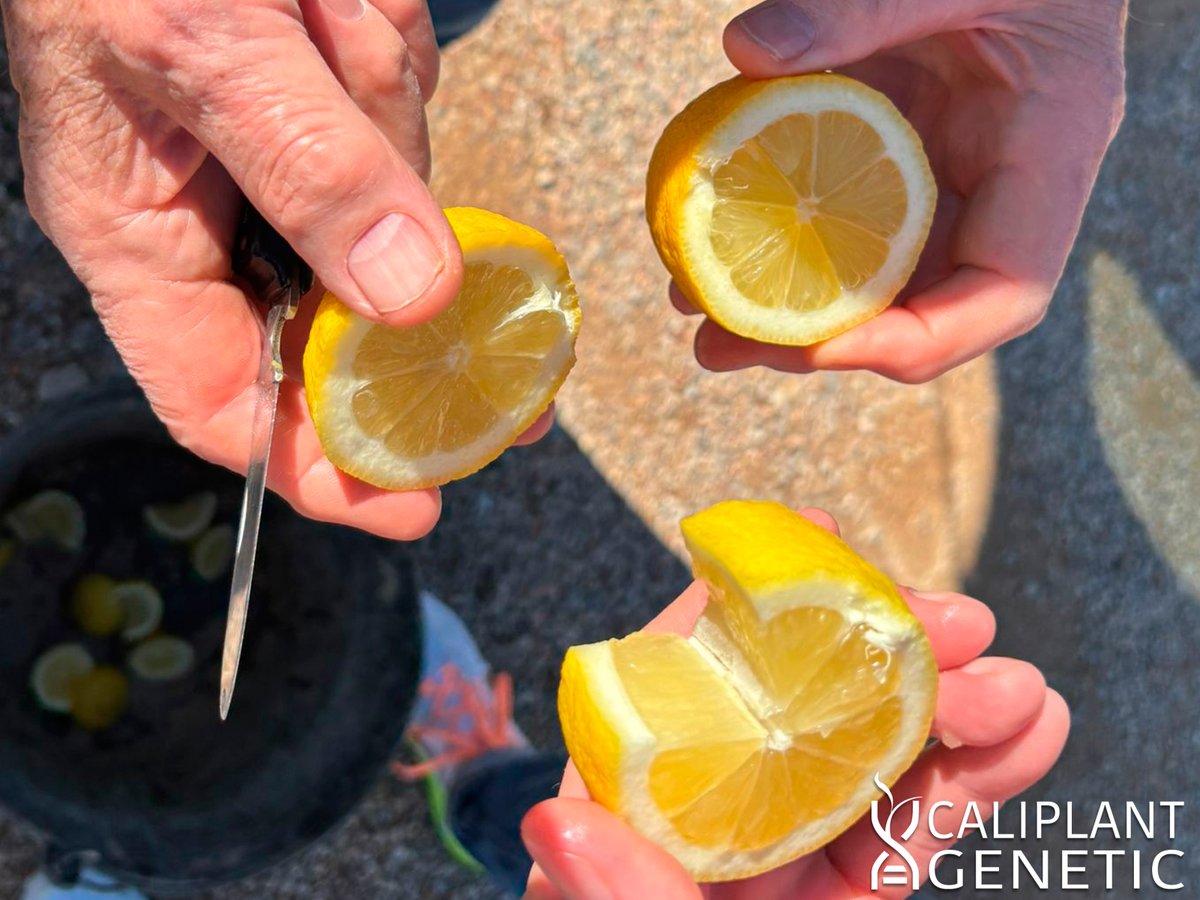 cpgenetic's tweet photo. Os dejamos algunas fotos de la visita de Zac Green de WN Citrus para conocer de primera mano las variedades del programa genético Ciqua, del que será uno de los viveros autorizados para California. https://t.co/v3zLx8Dpff