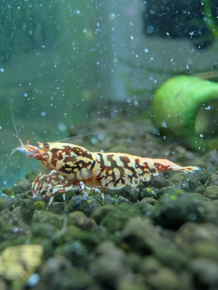munmunshrimp's tweet photo. 復活の🦐🌿🐟️

腰の治療中につき、こっちょり養生しながら根を張っておりましたが、関東へ移住することとなり、見事にブチブチ引き抜かれたmunmunです😭

なお、ヤフオクにて珍しく同名の方が🦐っち販売している様ですが、、、こんなポンコツな私ではございません笑
どうぞお含みおきください🙂‍↕️ https://t.co/13BZf1bx1c