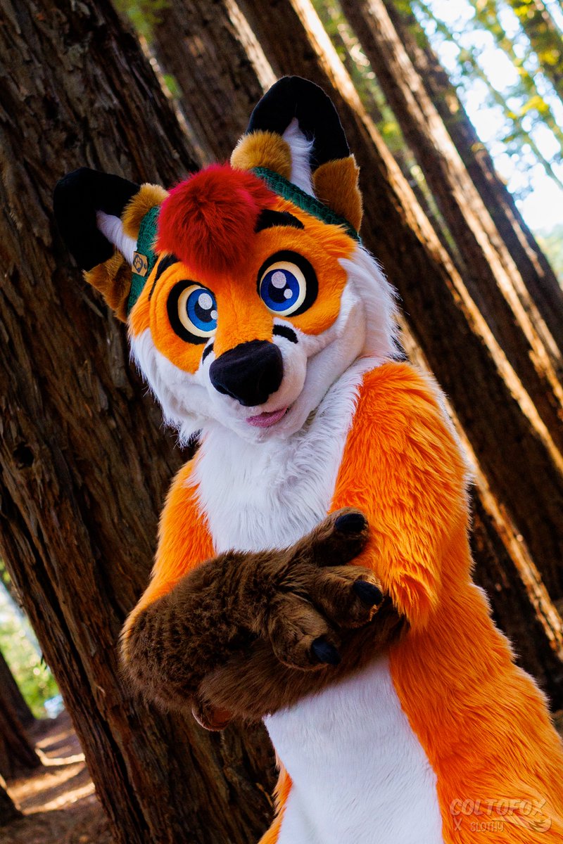 Colto Fox tweet media