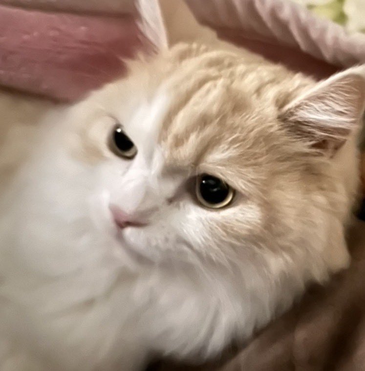 旅ねこミルク (@tabinekomilk) on Twitter photo 