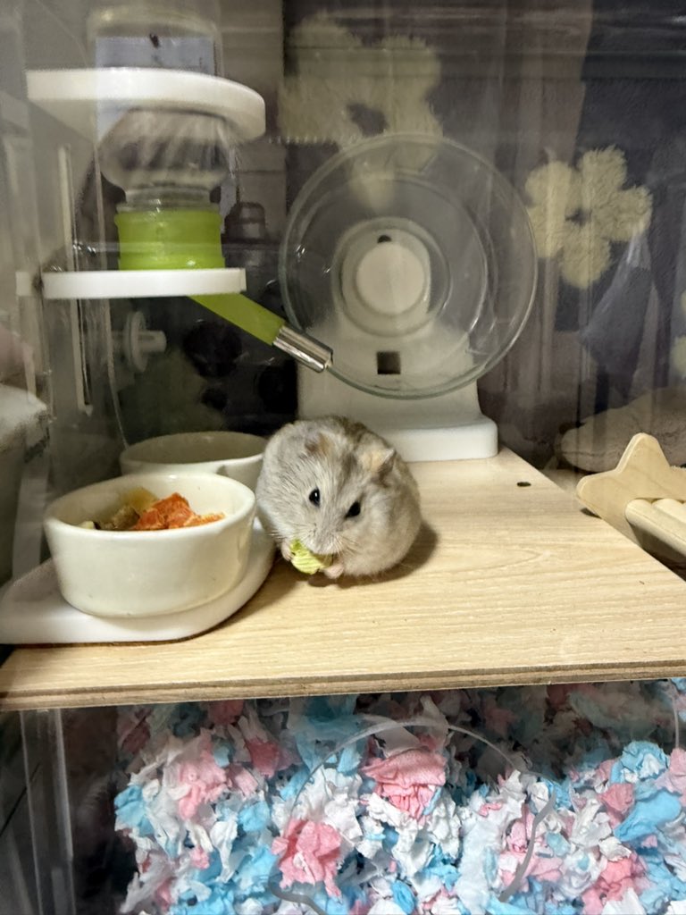 ｳﾏｳﾏ...ﾂﾒﾂﾒ...