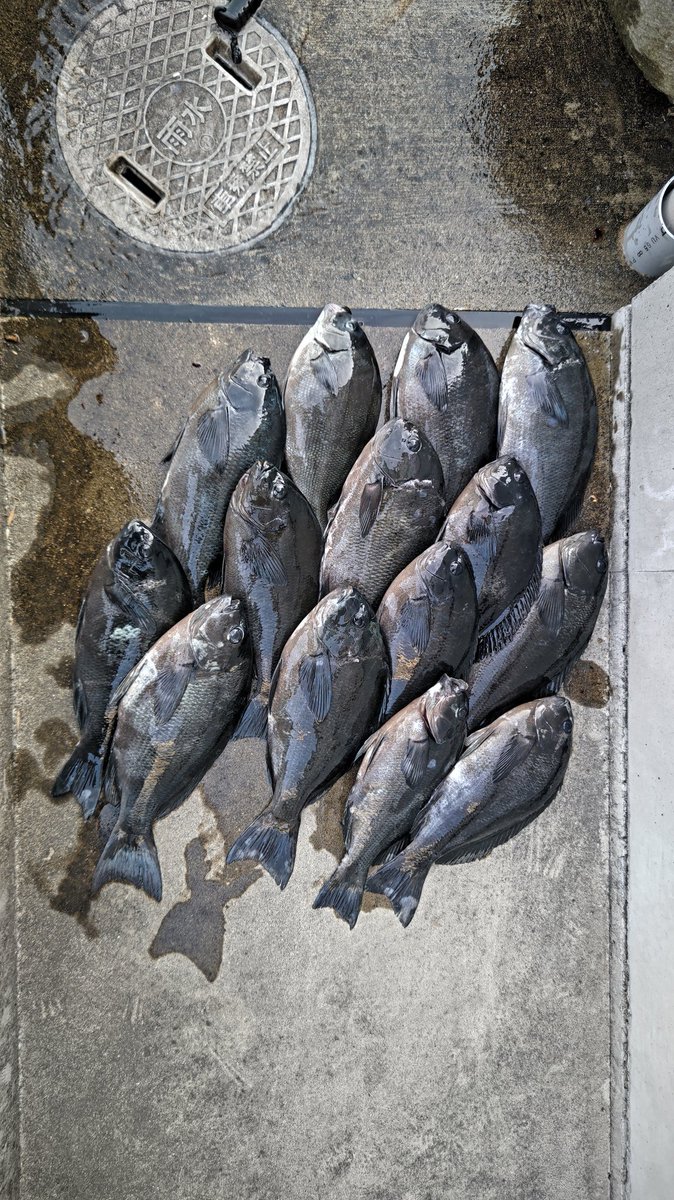 tureture55's tweet photo. 牟岐津島へグレ釣りです。
クジ運良く、名礁ワレスベリ👍の高💦
足場最悪だが良く釣れる所だ。
今回もツ抜け。
サイズに不満有りだが楽しめたので良しです。 https://t.co/rHjaiz36tw